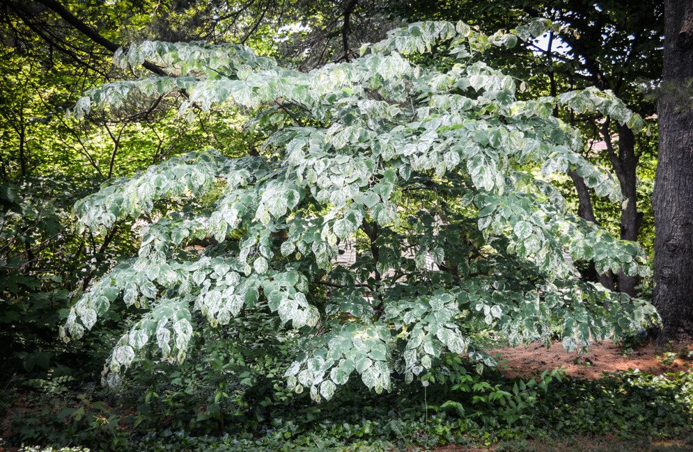 Cercis canadensis &#39;Alley Cat&#39; 15 gal