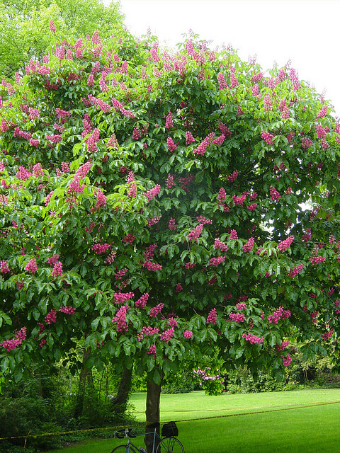 Aesculus × carnea &#39;Ft. McNair&#39; 5 gal