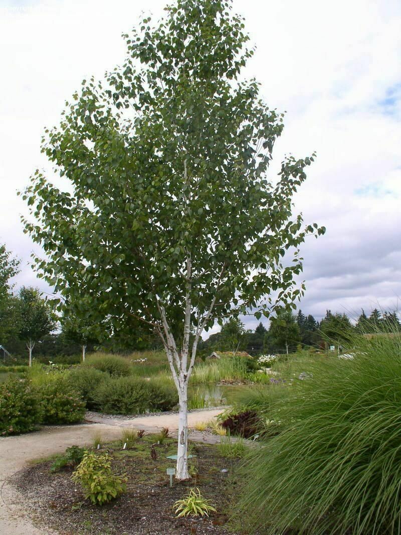 Birch single stem Betula  jacquemontll 15 gal.
