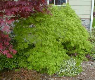 Acer palmatum dissectum &#39;Viridis&#39; 15 gal