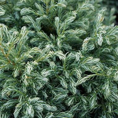 Pompom Chamaecyparis &#39;Boulevard&#39; Eaton 6 ft 