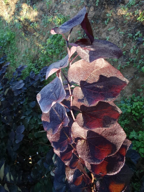 Cercis canadensis &#39;Black Pearl&#39; #15