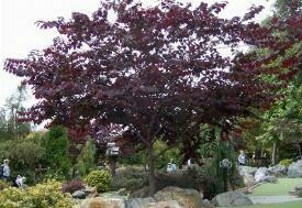 Cercis canadensis &#39;Black Pearl&#39; #15