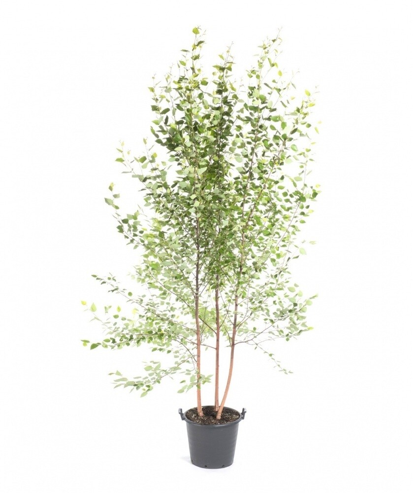 Betula nigra &#39;Cully&#39; 25 gal