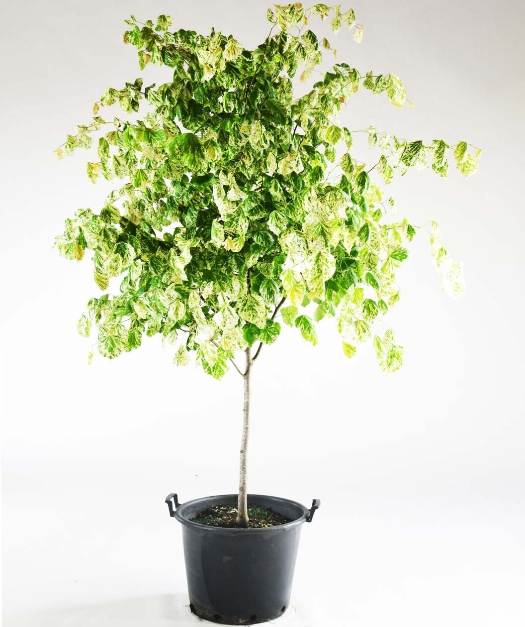 Cercis canadensis &#39;Alley Cat&#39; 15 gal