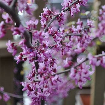 Cercis canadensis &#39;Black Pearl&#39; #15