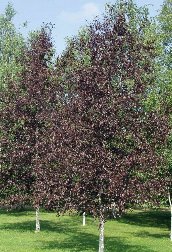 Betula platyphylla &#39;Royal Frost&#39; 15 gal