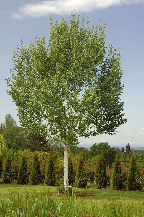 Birch single stem Betula  jacquemontll 15 gal.
