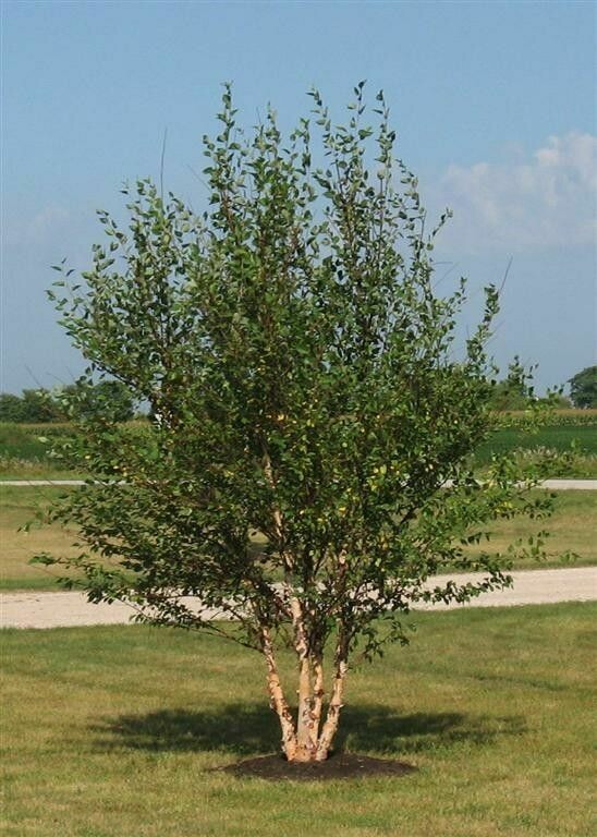 Betula nigra &#39;Cully&#39; 25 gal