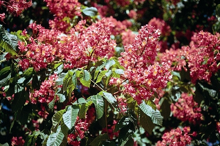 Aesculus × carnea &#39;Ft. McNair&#39; 5 gal