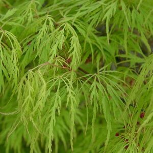 Acer palmatum dissectum &#39;Viridis&#39; 15 gal