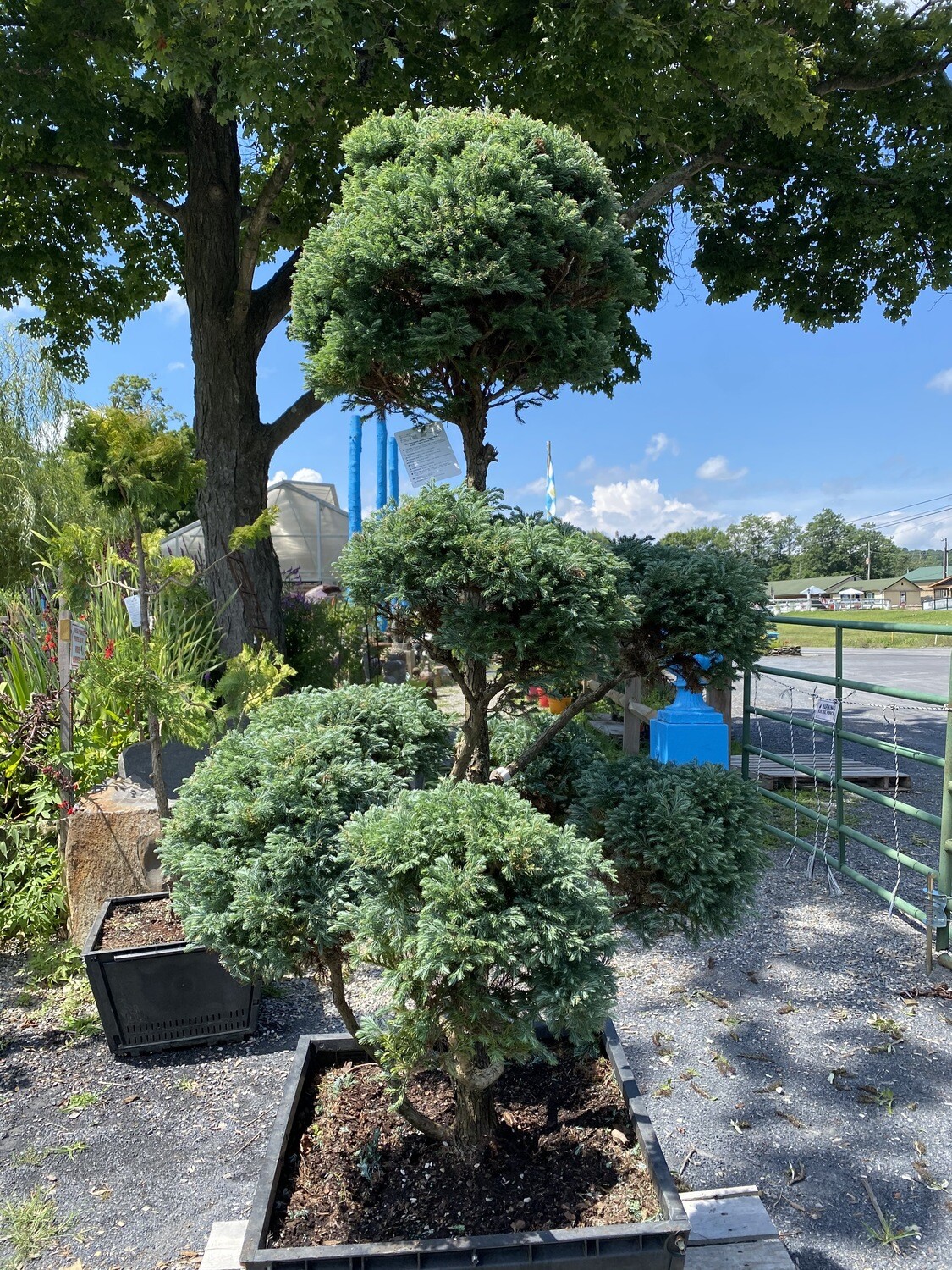 Pompom Chamaecyparis &#39;Boulevard&#39; Eaton 6 ft 