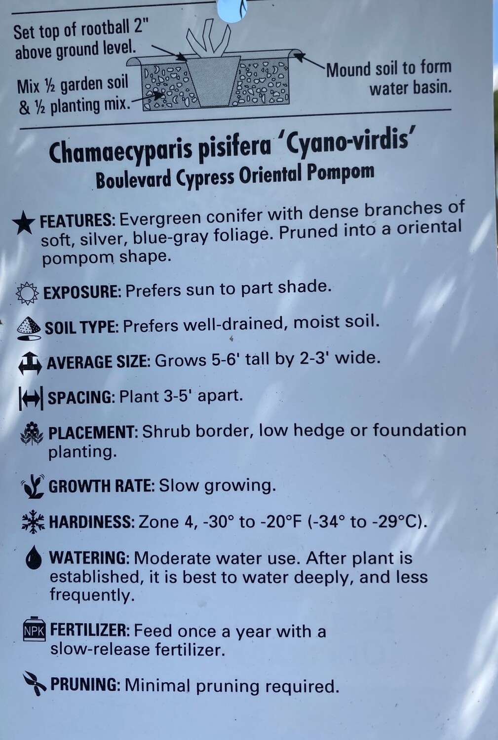 Pompom Chamaecyparis &#39;Boulevard&#39; Eaton 6 ft 