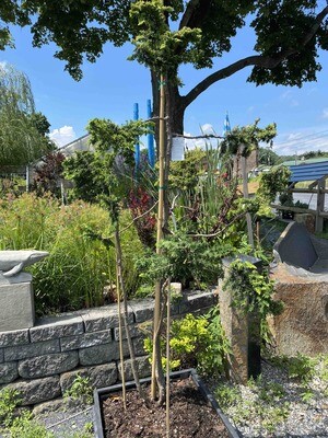 Chamaecyparis obtusa 'Fernspray Gold' 6 ft