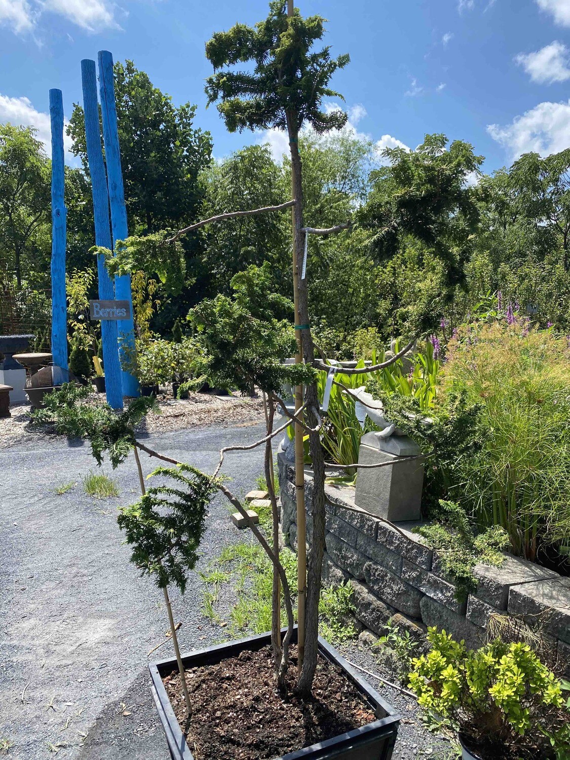 Chamaecyparis obtusa &#39;Fernspray Gold&#39; 6 ft