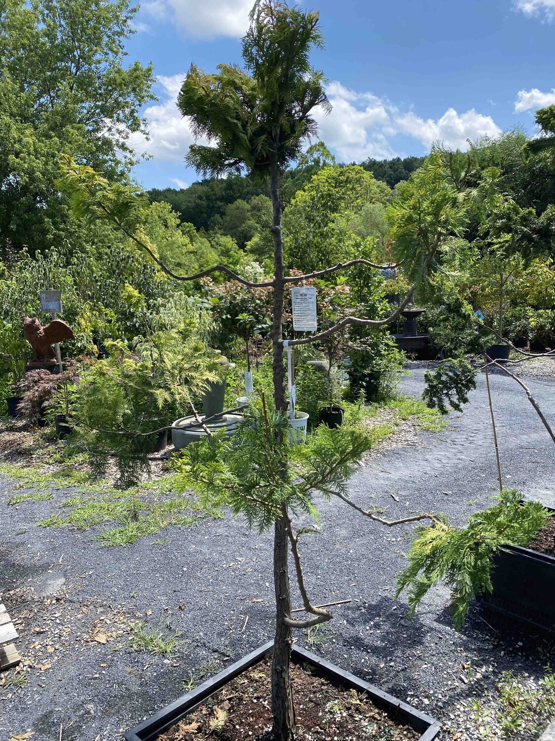 Pompom Chamaecyparis &#39;Crippsi Hinoki&#39; Eaton 6 ft