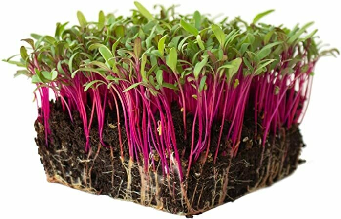 Beet Bull’s Blood Heritage Seed