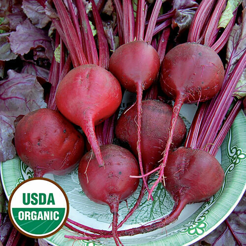 Beet Bull’s Blood Heritage Seed