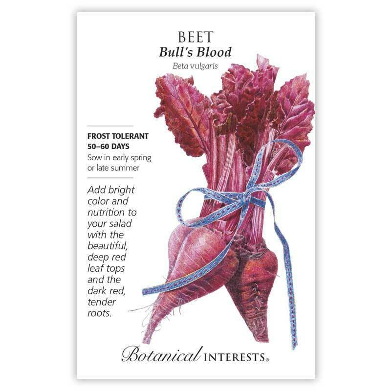 Beet Bull’s Blood Heritage Seed