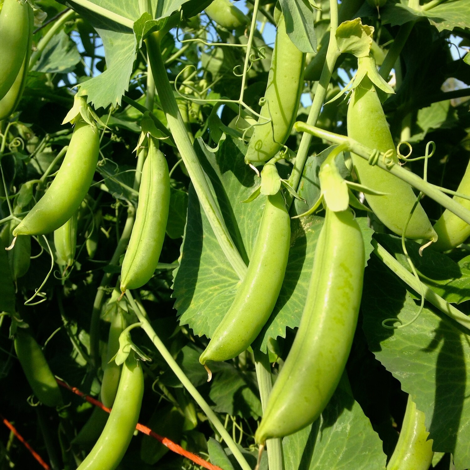 Pea Sugar Snap Cascadia Organic Seed