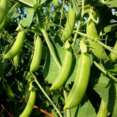 Pea Sugar Snap Cascadia Organic Seed