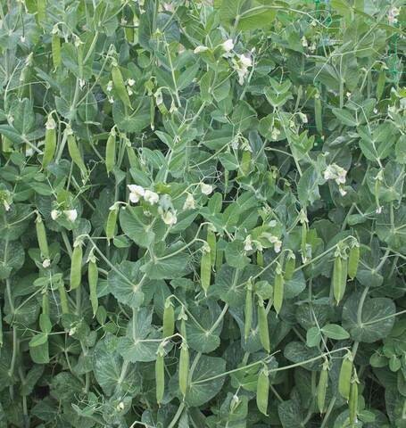 Pea Sugar Snap Cascadia Organic Seed