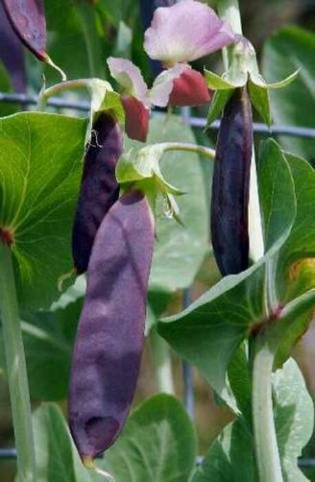 Pea Snow Pea Purple Organic Seed