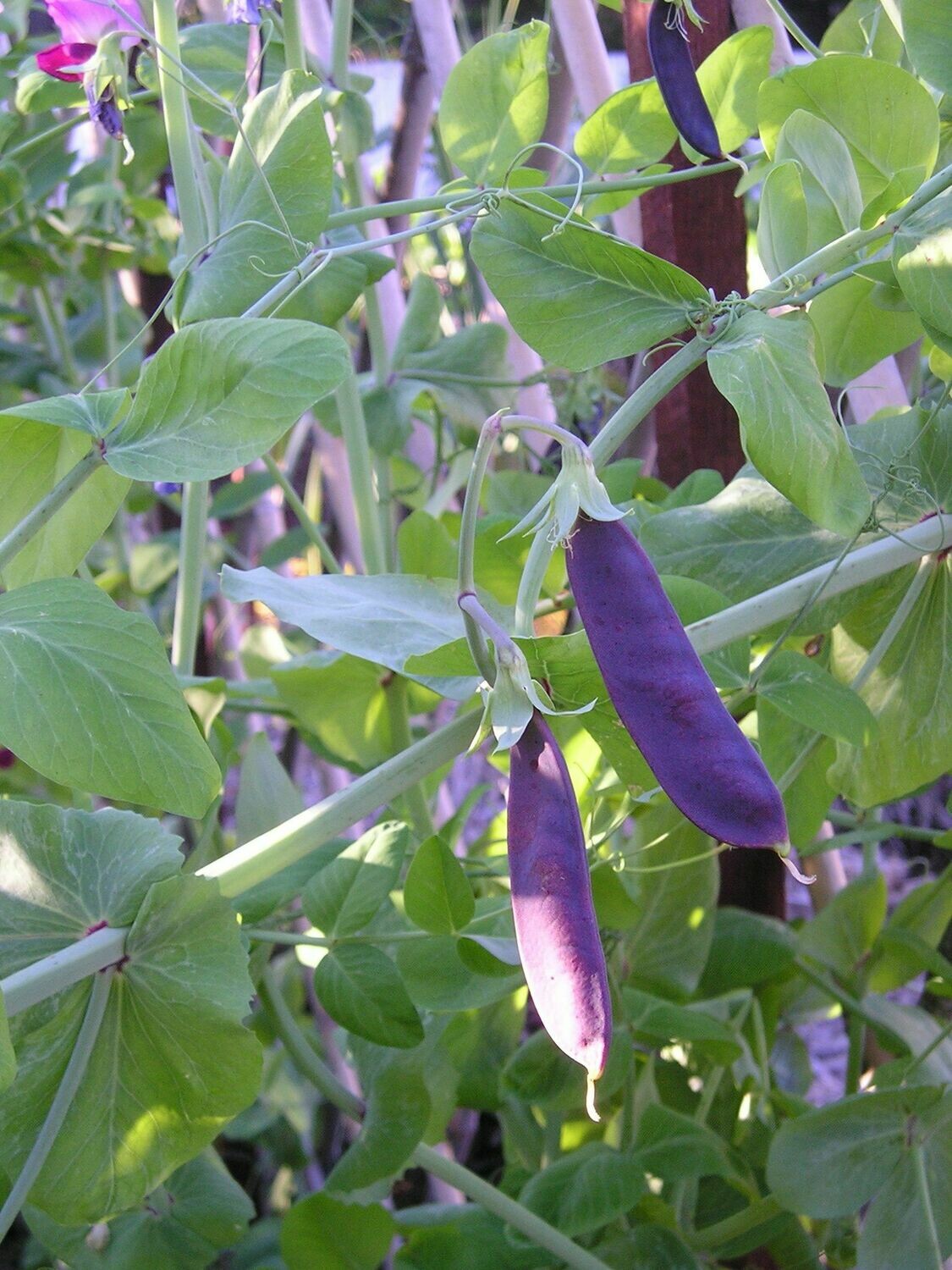 Pea Snow Pea Purple Organic Seed