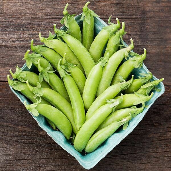 Pea Sugar Snap Cascadia Organic Seed