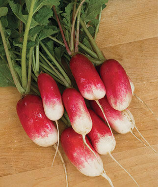 Radish French Breakfast Heritage Seed