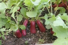 Radish French Breakfast Heritage Seed