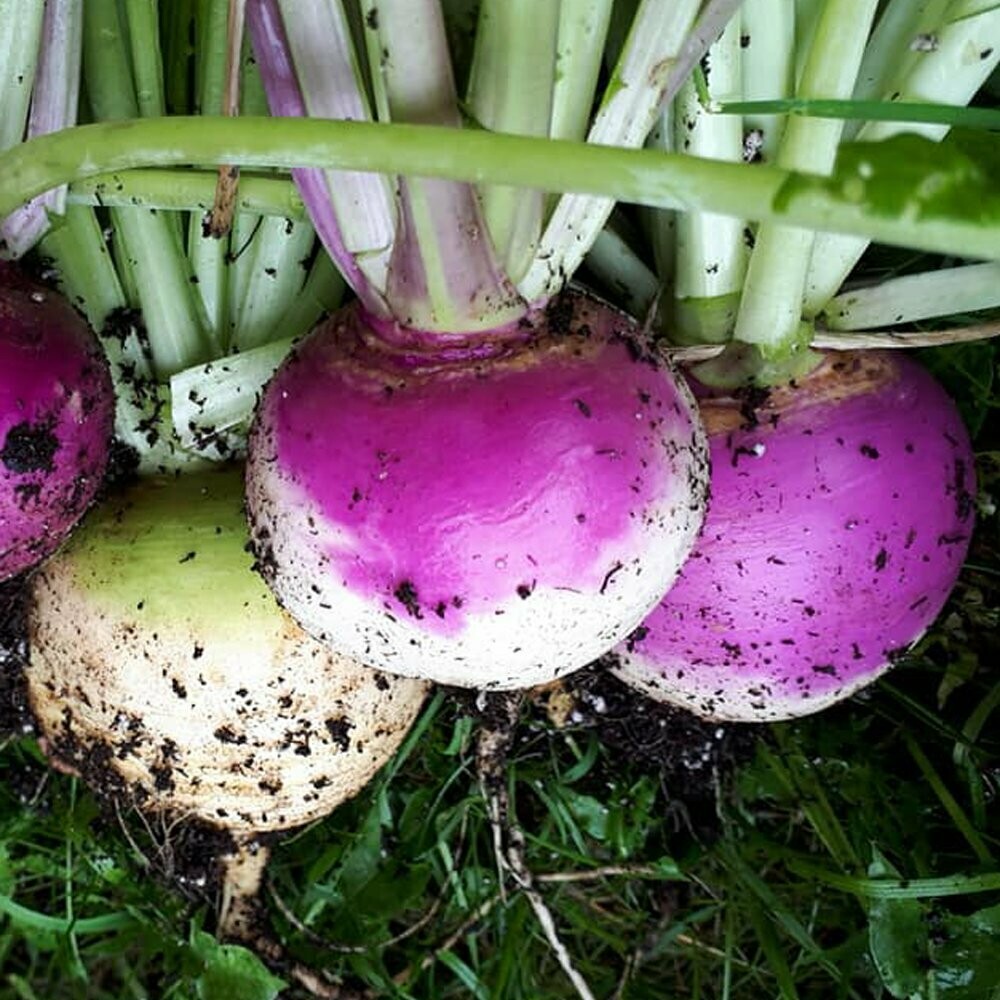 Turnip Purple Top White Globe Seed