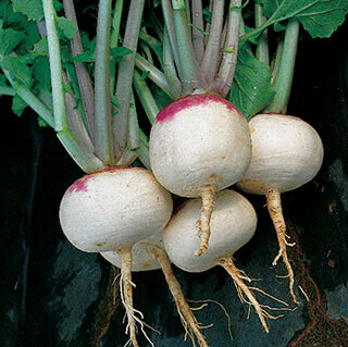 Turnip Purple Top White Globe Seed
