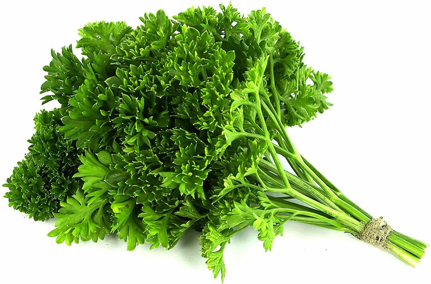 Parsley Moss Curled Seed