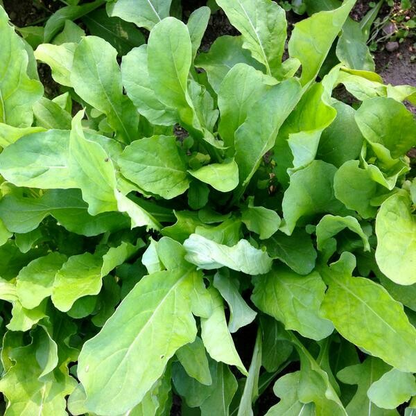 Arugula Astro Organic Seed