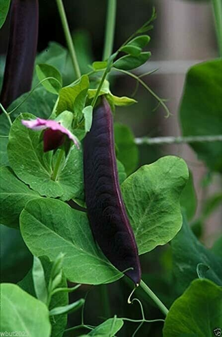 Pea Snow Pea Purple Organic Seed