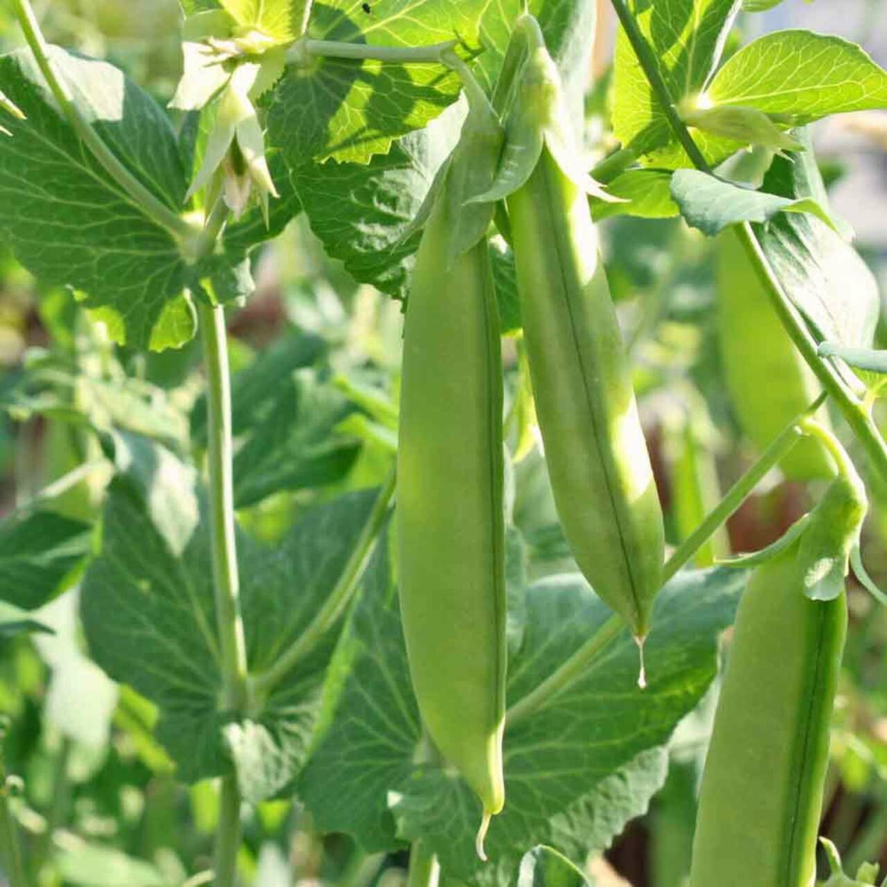 Pea Sugar Snap Cascadia Organic Seed