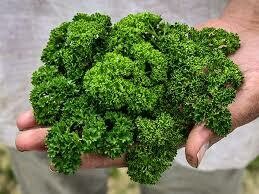 Parsley Moss Curled Seed