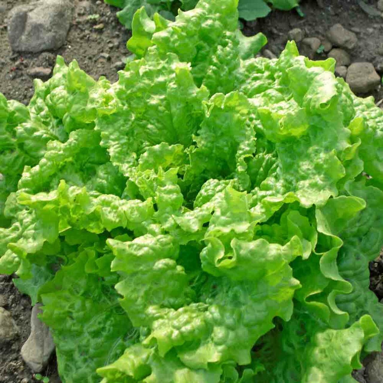 Lettuce Black Seeded Simpson Seed