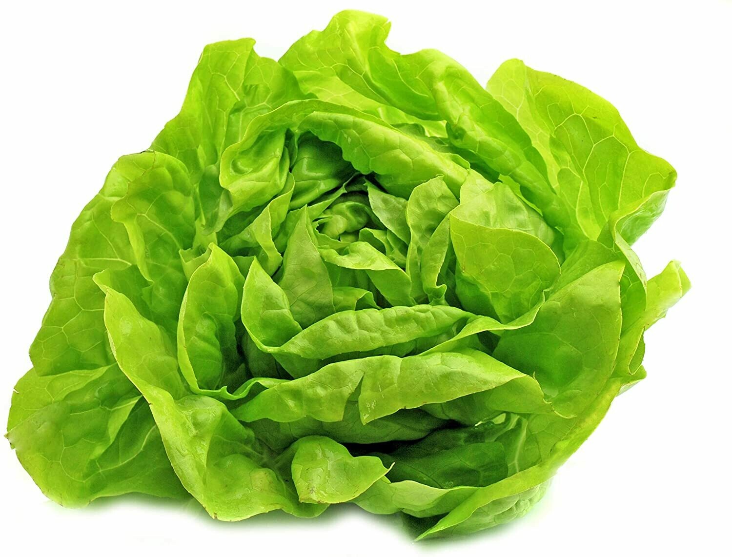 Lettuce Buttercrunch Seed