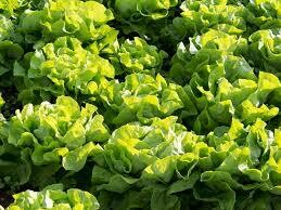 Lettuce Buttercrunch Seed