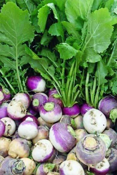 Turnip Purple Top White Globe Seed