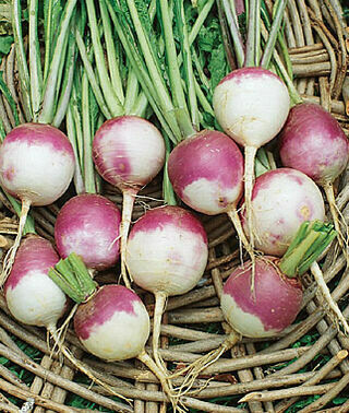 Turnip Purple Top White Globe Seed