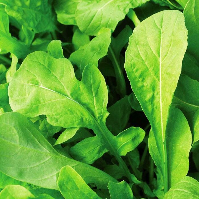 Arugula Astro Organic Seed