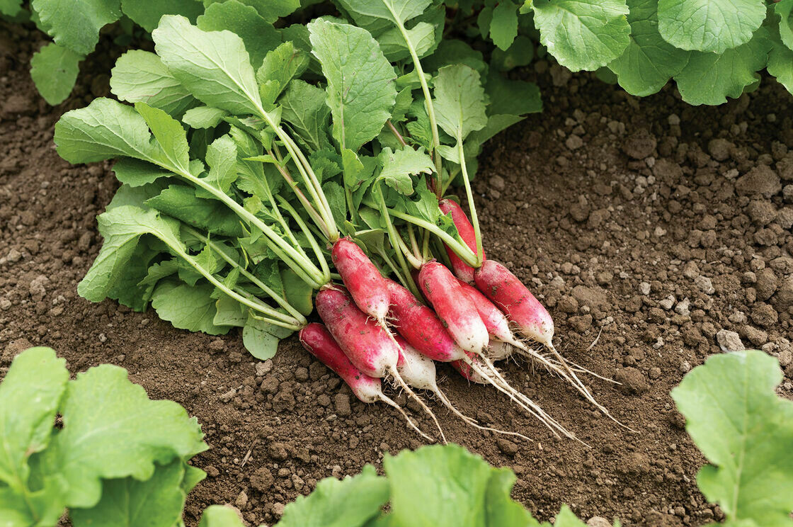 Radish French Breakfast Heritage Seed