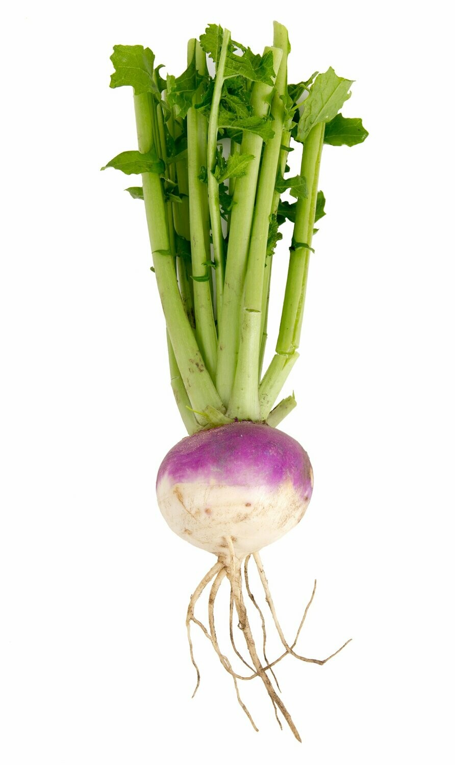 Turnip Purple Top White Globe Seed