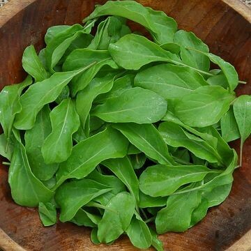 Arugula Astro Organic Seed