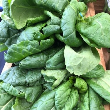 Spinach  Leaf Bloomsdale Seed