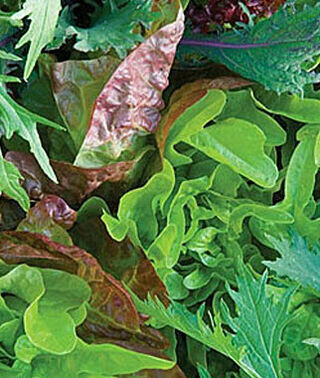Mesclun Provene Seed
