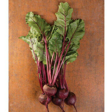Beet Early Wonder Organic Seed